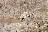 Panna National Park, Chattarpur, Madhya Pradesh